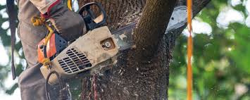 Best Tree Cabling and Bracing  in Perkasie, PA