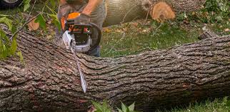 Best Root Management and Removal  in Perkasie, PA