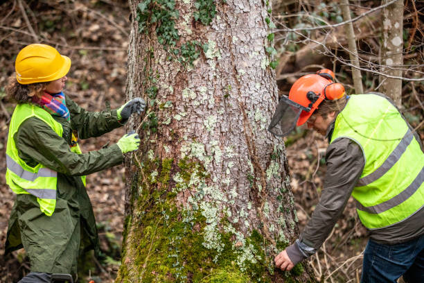 Reliable Perkasie, PA Tree Care Solutions