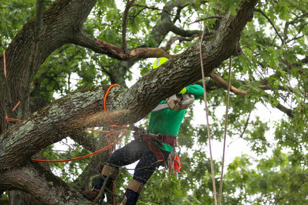 Best Tree Maintenance Programs  in Perkasie, PA