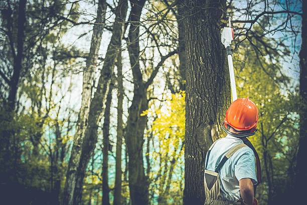  Perkasie, PA Tree Care Pros