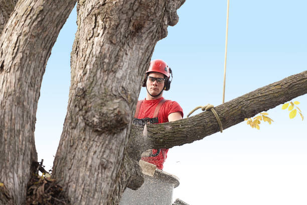 Best Tree Disease Treatment  in Perkasie, PA