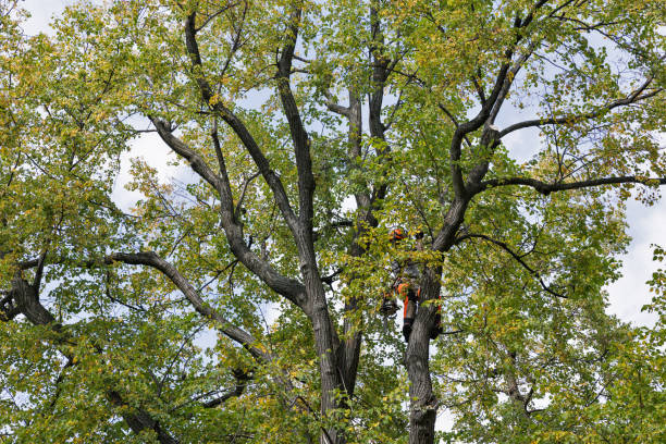 Best Leaf Removal  in Perkasie, PA